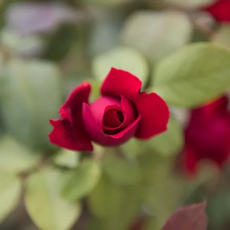 Oda ve Kahvaltı Del Grappa Rosà