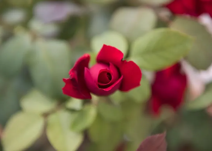 Bed & Breakfast Del Grappa Rosà